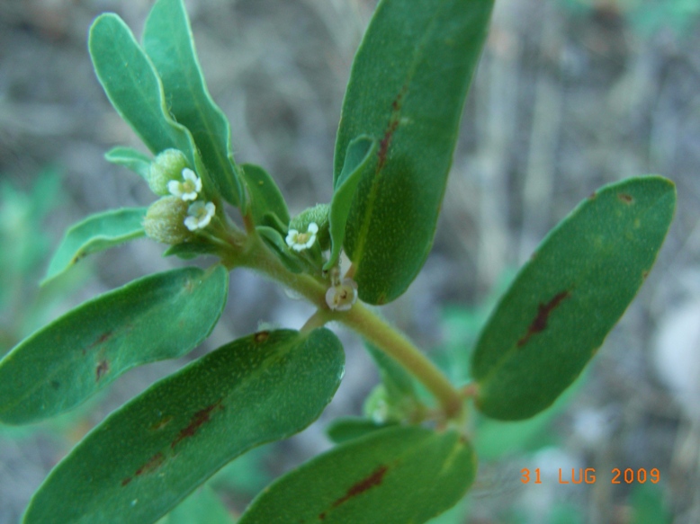 Euphorbia maculata / Euphorbia macchiata